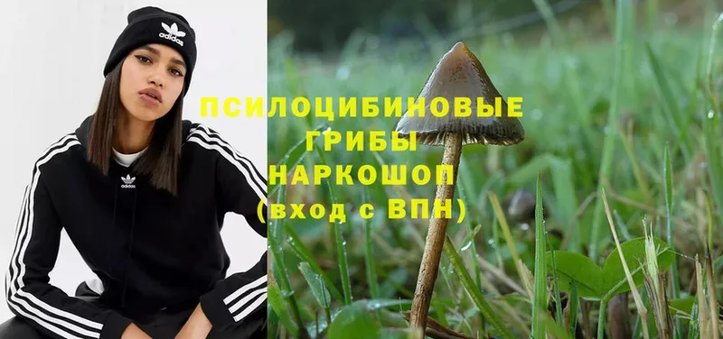 Псилоцибиновые грибы MAGIC MUSHROOMS  Котовск 